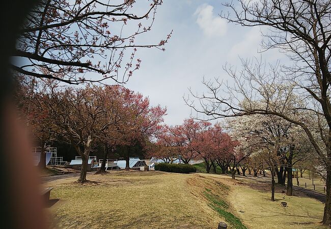 散っていました　桜ケ池公園