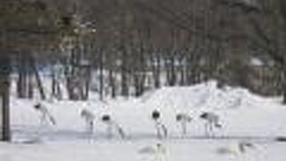 たくさんのツル＾＾；