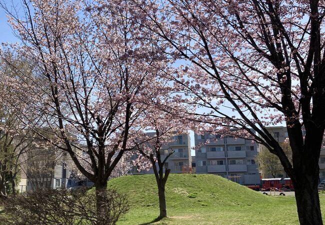 桜ピークです