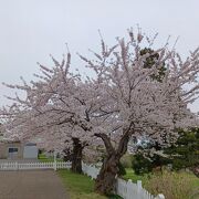 桜が綺麗でした。