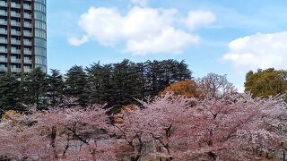 桜満開
