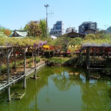 亀戸天神社 藤まつり