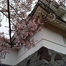 大多喜城と桜