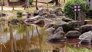 桜の花とかもの夫婦