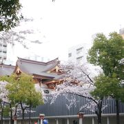 桜満開できれいだった水天宮