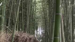 嵐山観光で一度は行きたいスポット