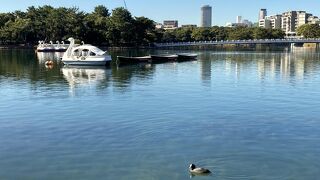 大きな池が特徴的な公園です。