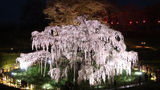 日本一の桜