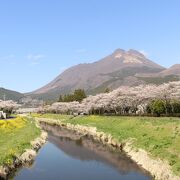 桜と菜の花、由布岳の眺めがすばらしい