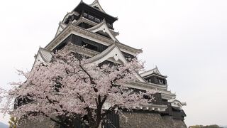 正直、桜はそれほどでもなかったです。