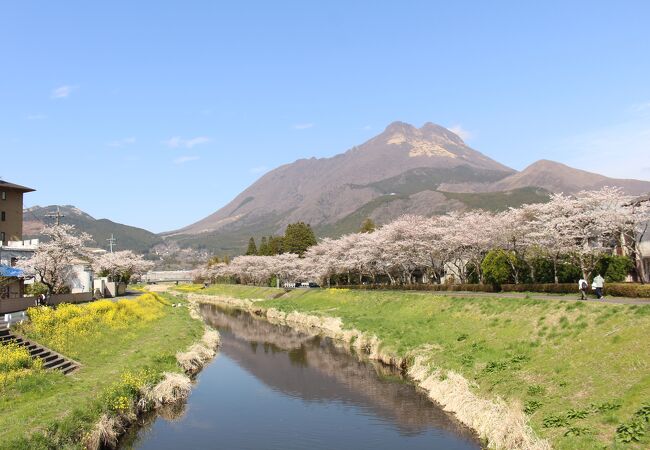 桜と菜の花、由布岳の眺めがすばらしい