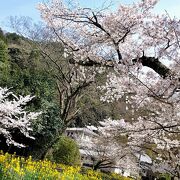 花見に行きました。