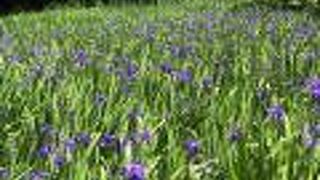 GWは見頃、かきつばたの青が一面の美しい池があります