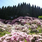 杉木立の山々に抱かれたシャクナゲの名所