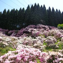 杉木立の山々に抱かれたシャクナゲ園