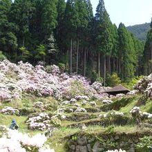 谷間の奥までシャクナゲが植栽されていました