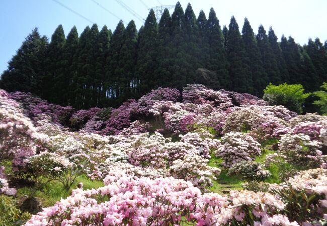 杉木立の山々に抱かれたシャクナゲの名所