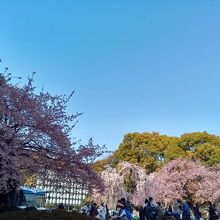 うえの桜まつり