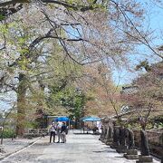 桜の時期は500円かかります。桜吹雪がとても美しかったです