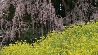 合戦場のしだれ桜