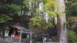 太郎杉のならび