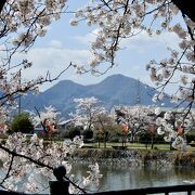 池から眺める桜越しの二上山