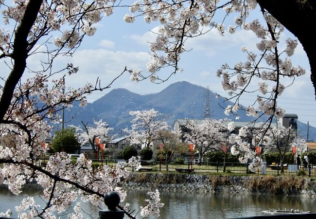 池から眺める桜越しの二上山