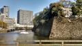 散在してあるソメイヨシノの花と、江戸城壁のコラボが最高