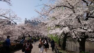 ソメイヨシノの回廊みたいになって、両側には池の水面があって、絶景