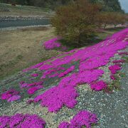 芝桜