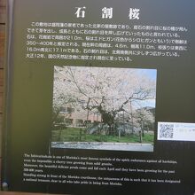 石割桜説明分