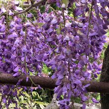 藤の花も種類がいろいろ