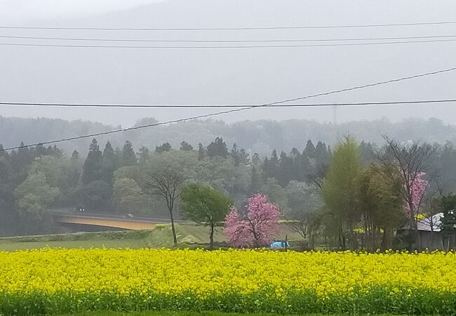 菜の花公園 クチコミ アクセス 営業時間 飯山 栄村 フォートラベル