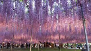 昼と夜の藤の花を楽しむ