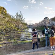 新型コロナウイルス蔓延中でしたが、桜好きの日本人が我慢できるはずがないですね