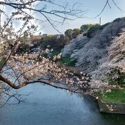 ソメイヨシノの花と、江戸城壁、高層ビル群、首都高速のコラボが最高