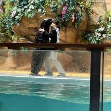 アニマルショー