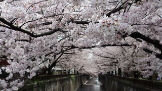 大人気の桜スポット
