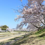きれいな桜並木でした