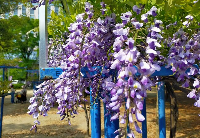 野田藤が綺麗な公園