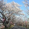 久世トンネル桜