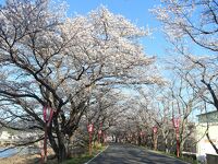 久世トンネル桜