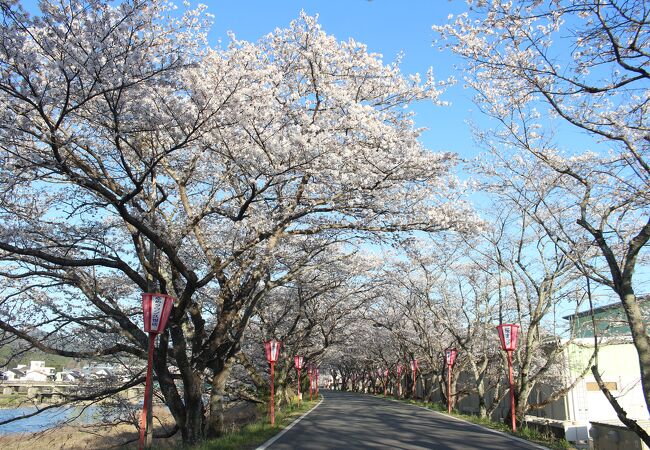 久世トンネル桜