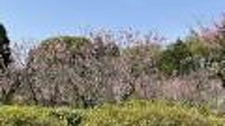 梅園には間に合わず残念