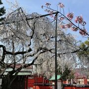 早い時期から桜が楽しめる