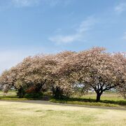 春は桜がきれいな市民公園