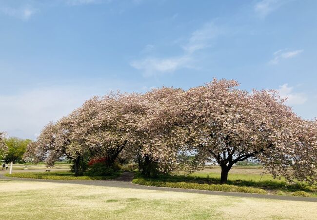 春は桜がきれいな市民公園