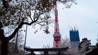 桜と東京タワー