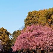 密を避けての桜鑑賞