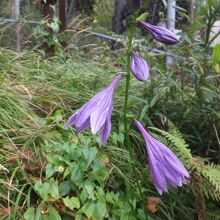 その表示の下、つりがね人参、かな。